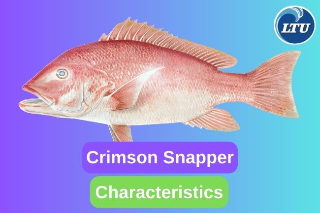 This Is What Crimson Snapper Look Like